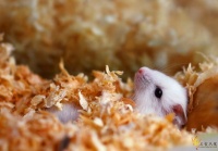 小宠丨宠物仓鼠介绍，仓鼠的习性科普