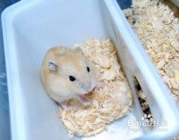 养殖仓鼠的种类详细说明