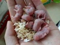 仓鼠的繁殖季节：你需要知道的知识