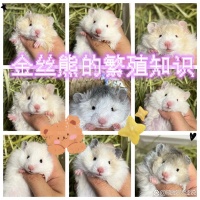 仓鼠金丝熊的繁育繁殖知识科普