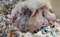 揭秘仓鼠的繁殖过程：小生命的诞生与成长