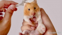仓鼠的日常护理秘诀，让你的小家伙活蹦乱跳！