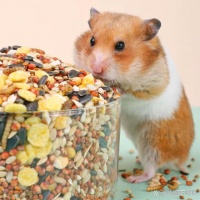 饲养仓鼠必备指南！实用建议让你轻松搞定