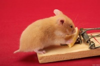 「仓鼠控必看」仓鼠饲养全攻略：这些注意事项你get了吗？