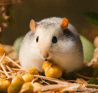 仓鼠饲养指南：如何照顾你的小宠物