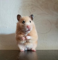 如何驯服仓鼠的教程