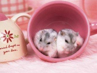 如何训练宠物仓鼠？