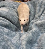 如何训练花枝鼠随叫随到？