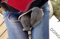 网友错把老鼠当宠物鼠养，一个月后才发觉不对劲