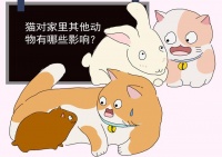 猫对家里的其他动物会形成3类影响