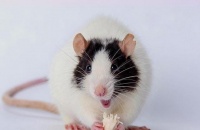 好玩又便宜的一只宠物，它是你们每个人心中的宠物吗