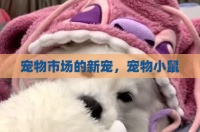 宠物市场的新宠，宠物小鼠