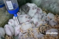 鼠年到长春宠物鼠受宠 专家提醒当心病毒和咬伤