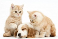 氧宠博士小程序全面提高铲屎官的养宠体验