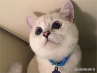 氧宠博士：为养宠生活带来福音