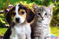 氧宠博士：提倡科学养宠，让宠物身心皆健康！