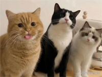 氧宠博士：为宠物健康保驾护航