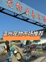 温州大型宠物市场推荐，买猫买狗去哪里。今日给大家推荐一个温州