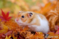 守护仓鼠健康：预防疾病与提高生活质量的秘诀