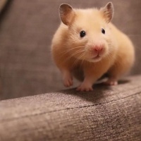 在家给仓鼠做体检，这几项指标真的很重要！