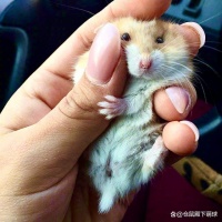 了解仓鼠，了解病毒：健康饲养，快乐生活