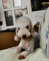 什么狗没有体味，不掉毛，不粘人，不爱叫，体质好？土狗不要,哪种宠物鼠不叫唤