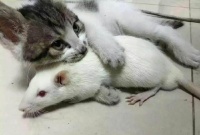 主人带回一只小白鼠, 猫咪竟然又搂又抱, 当心肝疼!