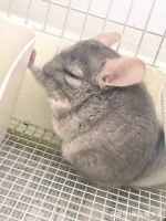 仓鼠梦游壁咚，看被美女老板玩坏的宠物