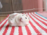 仓鼠身上脏兮兮该如何清理？水洗是行不通的，鼠友们连试都别试