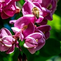 可以饲养的宠物鼠