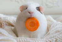 鼠年到来了，你知道如何饲养豚鼠吗？一起来看看吧