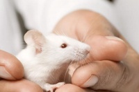 铲屎官想训练自家鼠子和自己玩？那就学学这几招