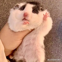 饲养仓鼠全攻略：从新手到老手，一步到位！