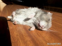 新手养仓鼠记住以下几点，避免死亡