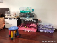 【新手向】仓鼠饲养基本知识