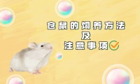 仓鼠的饲养方法及注意事项