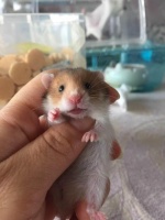 影响仓鼠寿命的因素有哪些？