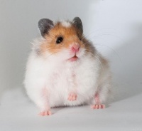 「养仓鼠指南」小仓鼠一生能陪你几年？影响寿命的关键因素解读