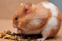 仓鼠寿命一般多少年，影响其寿命的因素有哪些