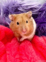 仓鼠的寿命有多长？存活2