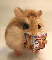 老公公仓鼠寿命长达三四年，如果饲养不得当的话活了三天也有可能