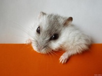 仓鼠到底能活多久，看完你就知道了