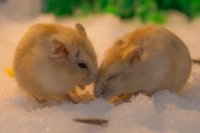 仓鼠寿命是多久?