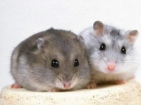 仓鼠的寿命有多长?