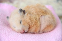 小仓鼠的寿命探秘：它们能陪伴我们多久？