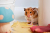 小仓鼠寿命高吗？受哪些因素影响？冷知识帮你来解答！