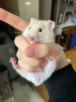 仓鼠的寿命有多久，仓鼠死后的尸体一定要这样处理才安全