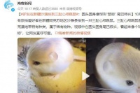 是猪还是鼠？世界最小跳鼠惊现新疆沙漠，只能活2年，一年睡9个月