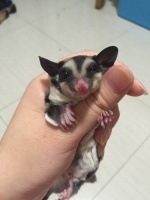 抖音中会飞的宠物小老鼠是什么 飞鼠蜜袋鼯价格多少钱介绍