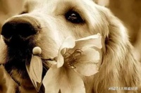 火化一只仓鼠收费700元，宠物殡葬服务价格不菲，还有豪车接送